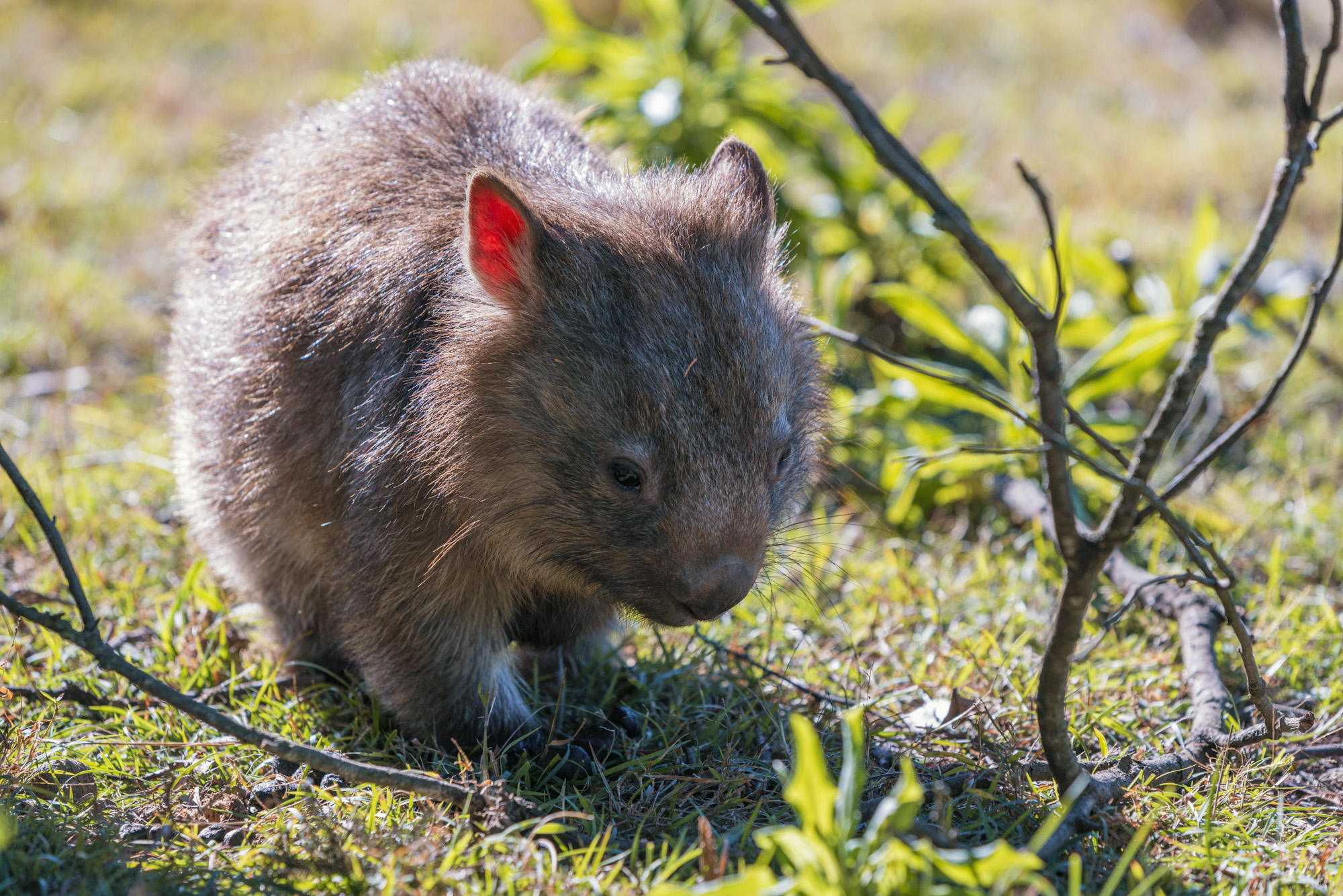 C&T Bushwalking WOM-LP - image gallery4